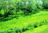 /album/%e9%a2%a8%e6%99%af/imagesodptry90-jpg/