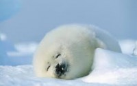 /album/%e5%8b%95%e7%89%a9/imagesf2whc32e-jpg/