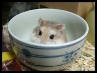 /album/%e5%8b%95%e7%89%a9/imagesr6xlt9l1-jpg/