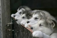 /album/%e5%8b%95%e7%89%a9/imageszlumi6fs-jpg/