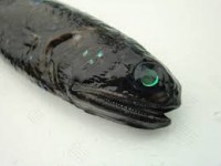 /album/%e9%ad%9a/imagesaxmj0rtw-jpg/