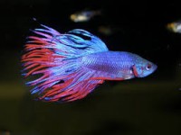 /album/%e9%ad%9a/imagescwi1qasn-jpg/