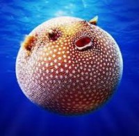 /album/%e9%ad%9a/imagesgle7lfhs-jpg/