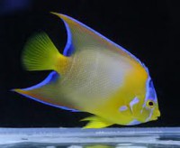 /album/%e9%ad%9a/imagesjvusthr8-jpg/