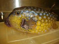 /album/%e9%ad%9a/imagesl76yivik-jpg/