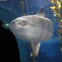 /album/%e9%ad%9a/imagessgawvewi-jpg/