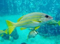 /album/%e9%ad%9a/imageswekp9z0k-jpg/