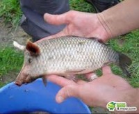 /album/%e9%ad%9a/imagesxut7cwlr-jpg/